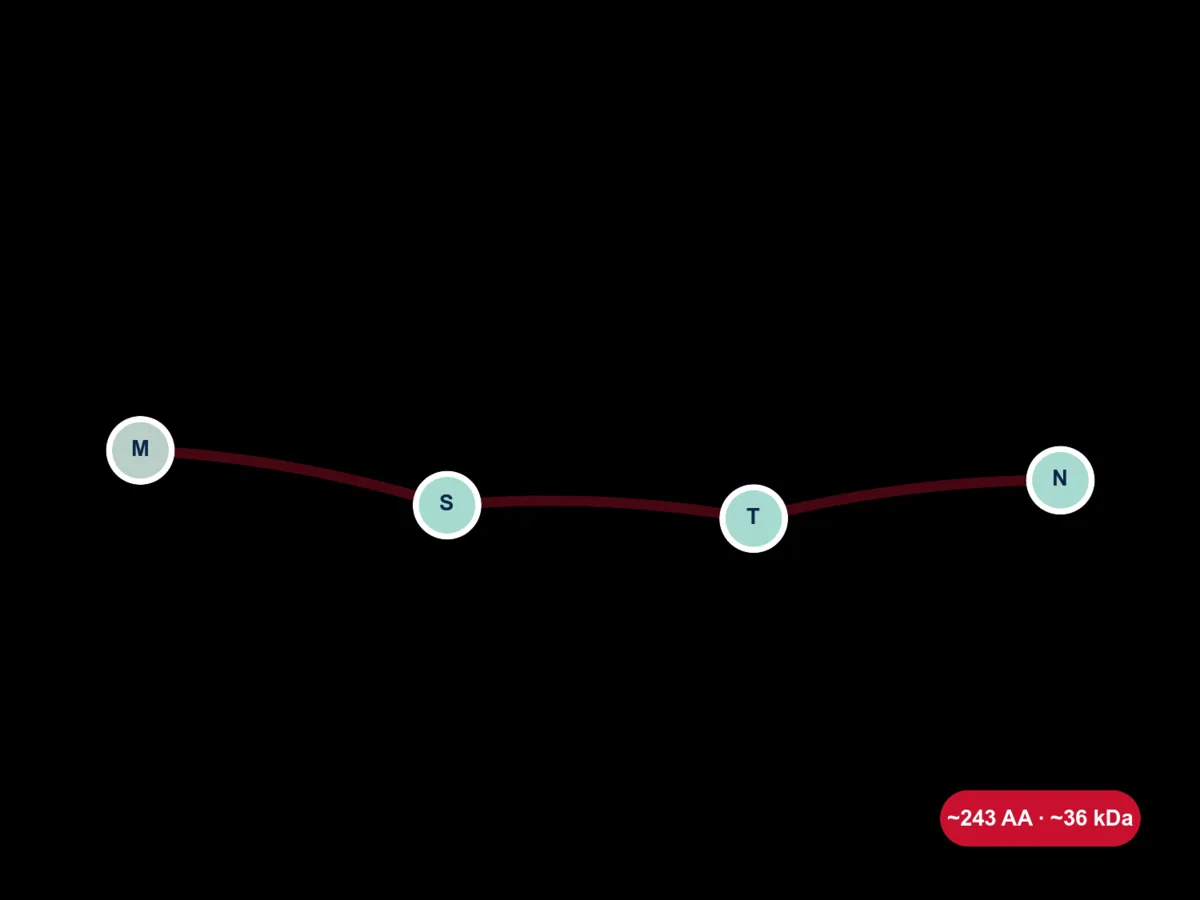 Myostatin Propeptide molecule diagram card