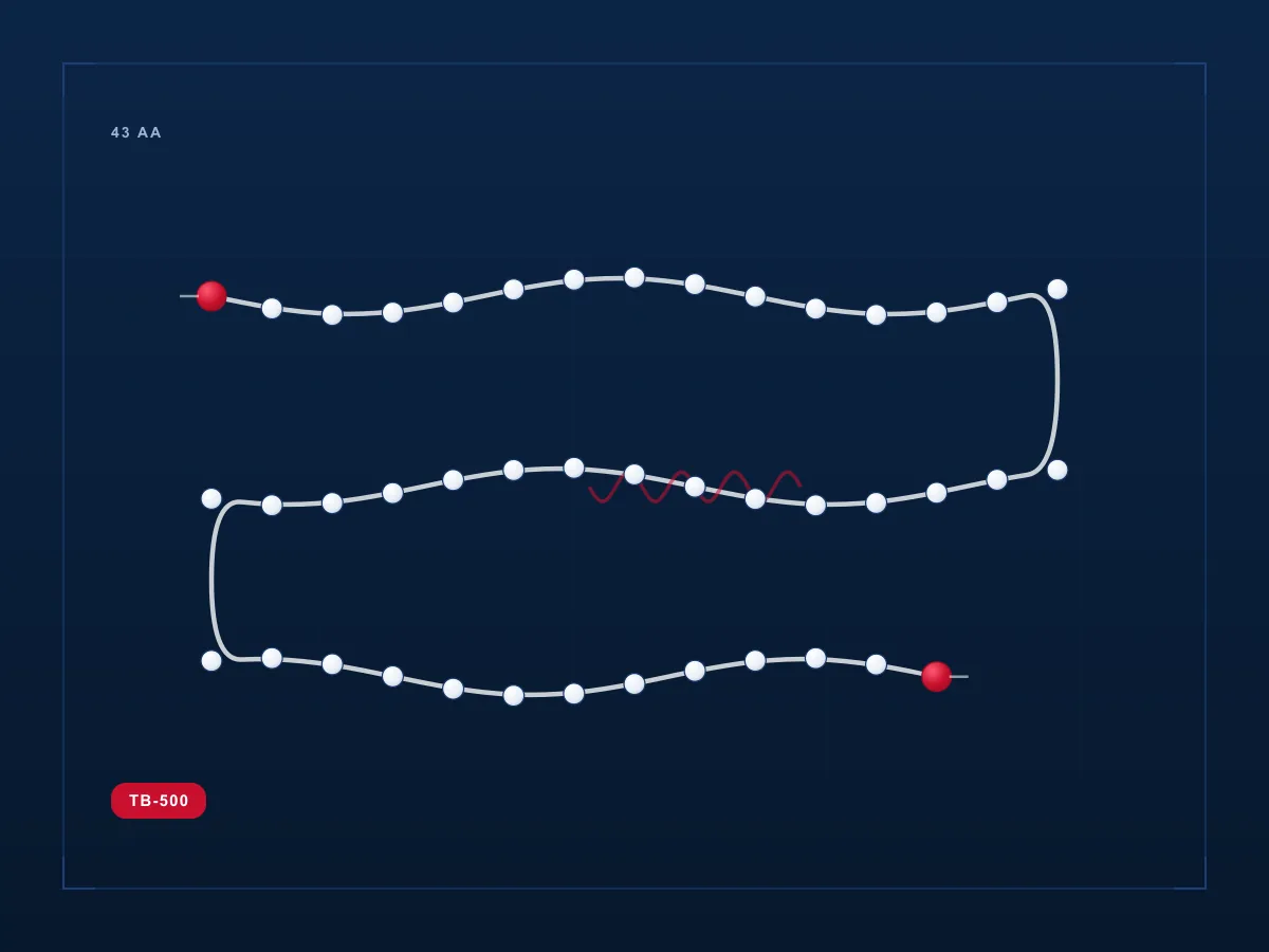 TB-500 molecule diagram card